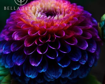 Dahlia Pompon Mix 50 Seeds Ball Flower Seeds - Heirloom Seeds, Dahlia Flower, Cut Flower Seeds, Pollinator Friendly, Open Pollinated Non-GMO