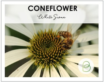 White Swan Coneflower 25 Seeds, Echinacea, Rare Seeds, Garden Seeds, Landscape Plants