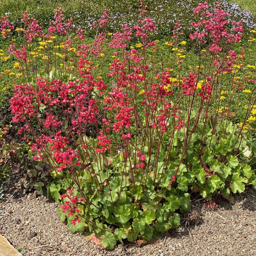 Firefly Splendens Coral Bell Seeds Heuchera Perennial Shade - Etsy