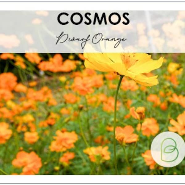 100 Cosmos bipinnatus, Dwarf Orange Sulfur Seeds