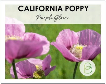 Purple Gleam California Poppy Seeds | 50 Seeds | Enchanting Radiance for Your Garden