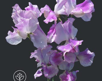 Bicolor Lilac Ripple Sweet Pea Seeds, 10+ seeds, Lathyrus odoratus
