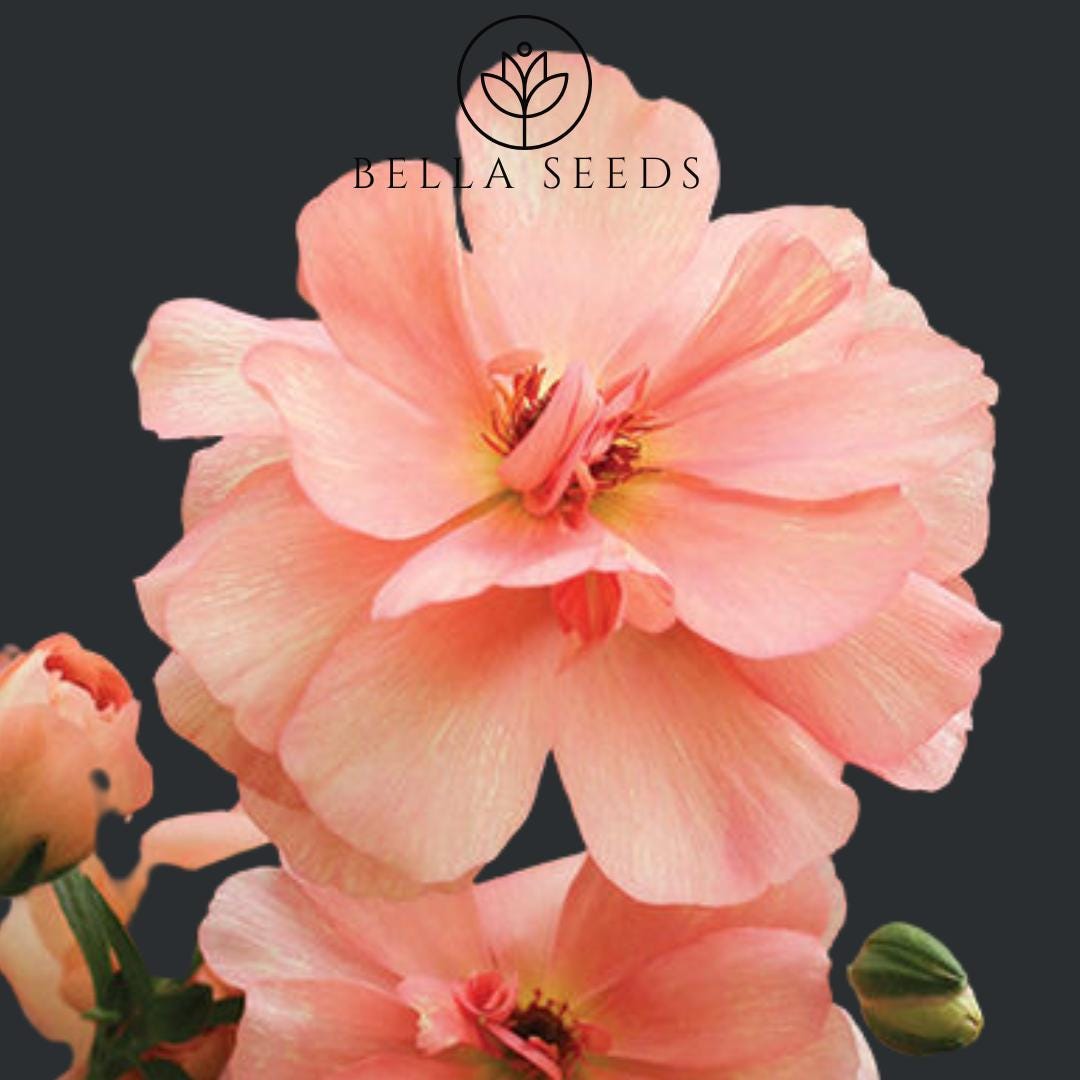 Butterfly™ Eris® Ranunculus Corms: Persian Buttercups, Huge ...