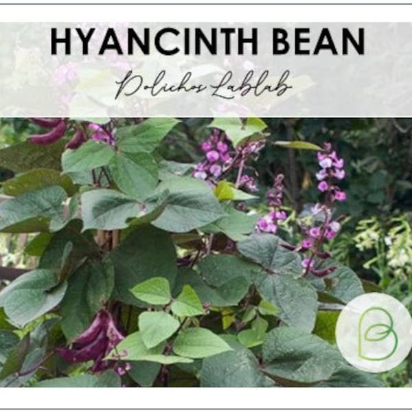 Hyacinth Bean Seeds - 5 Seeds