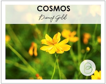 100 Cosmos bipinnatus, Dwarf Gold Sulfur Seeds