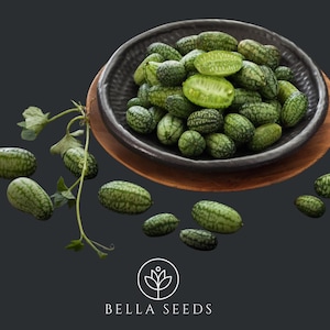 May include: A dark gray bowl filled with small, green, watermelon-shaped cucumbers, some halved to show the interior. A few cucumbers are scattered around the bowl, with a vine and leaves. The Bella Seeds logo is at the bottom.
