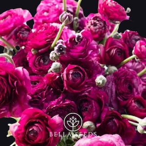 May include: A bouquet of deep pink ranunculus flowers with green stems and buds. The flowers are arranged in a cluster, with some of the blooms open and others still closed. The background is black.