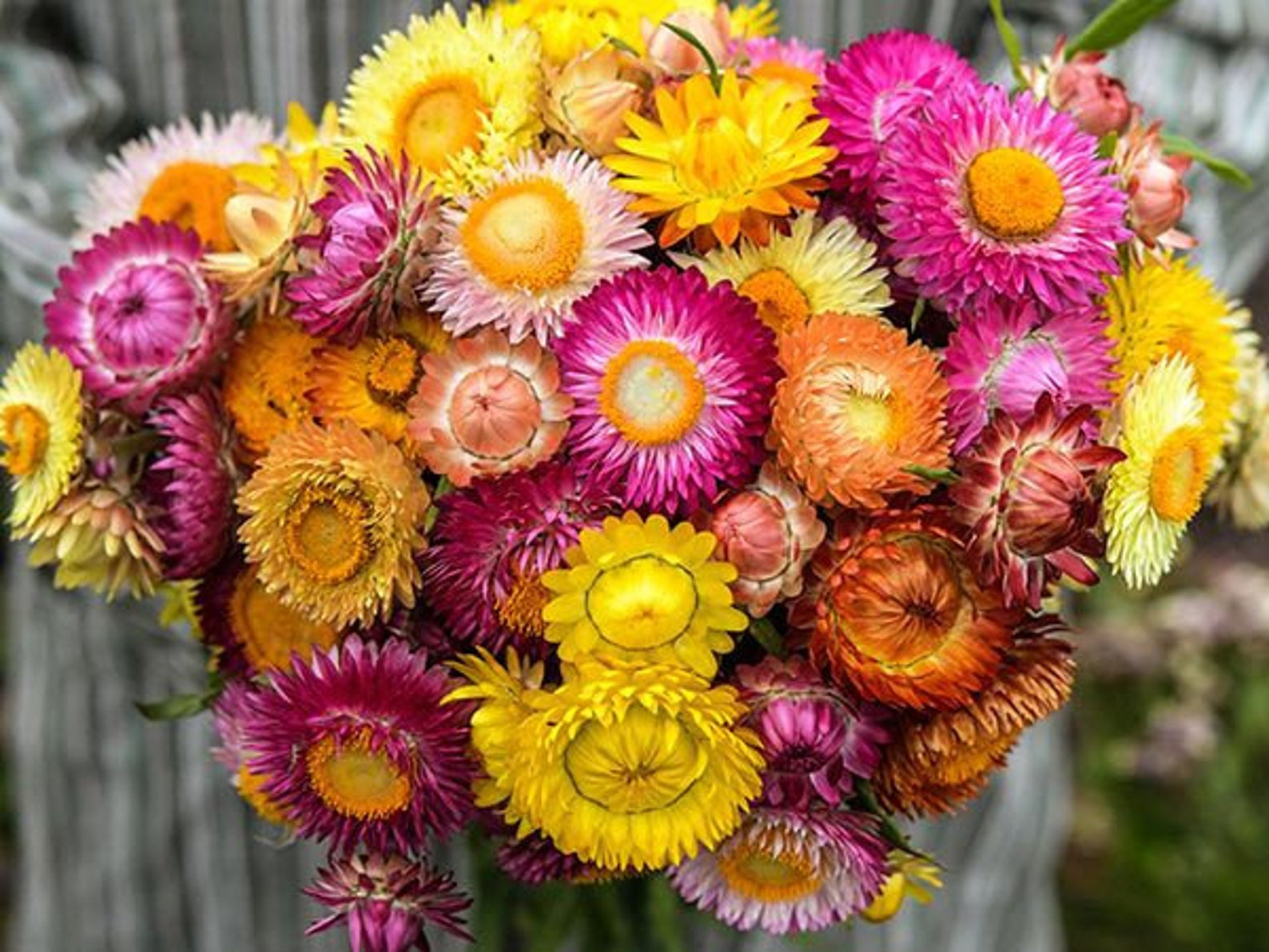Strawflower Helichrysum Tall Double Mix Etsy