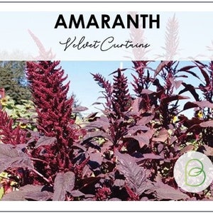 Amaranth - Velvet Curtains, 50 Seeds