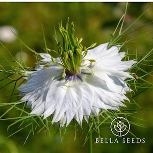 Love-in-a-mist African Bride 25 seeds, Nigella, Cut Flowers
