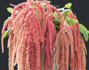 Coral Fountain Amaranthus Seeds (Amaranthus caudatus) | Cascading Pale Rose Tassels | Heirloom Non-GMO | Romantic Cottage Garden | 25+ Seeds