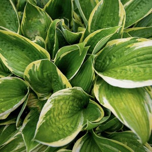 May include: A close-up of a group of green and white hosta plants with large, pointed leaves.