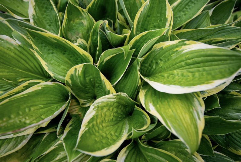 May include: A close-up of a group of green and white hosta plants with large, pointed leaves.