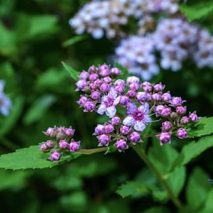 May include: A close-up of a bush with pink and white flowers. The flowers are at various stages of bloom, with some fully open and others still in bud. The leaves are green and lush.