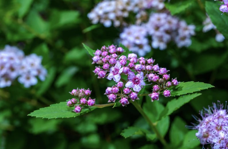 May include: A close-up of a bush with pink and white flowers. The flowers are at various stages of bloom, with some fully open and others still in bud. The leaves are green and lush.