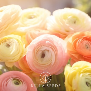 May include: A close-up of a bouquet of pastel-colored ranunculus flowers. The flowers are arranged in a cluster, with the petals overlapping and creating a soft, romantic look. The flowers are a mix of pink, yellow, and peach.