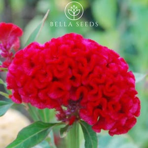 Celosia, Chief Carmine Seeds, Cockscomb Seeds, Red Celosia Flowers Cut Flowers Rare seeds Vibrant Garden Blooms Landscaping Plants