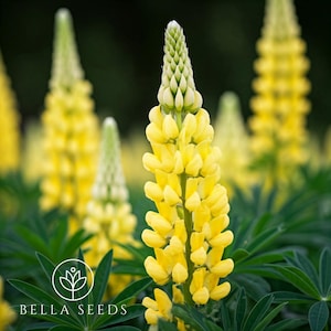 Yellow Lupine Seeds, Lupinus Texensis, 10 seeds
