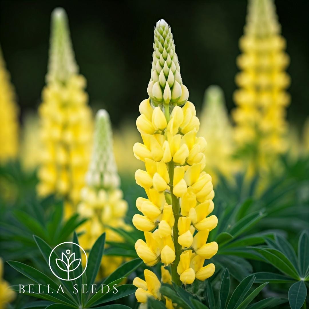 thumbnail interactive-video image 1 of Yellow Lupine (Lupinus Microcarpus Densiflorus) | Applewood Seed Company 1 of 10