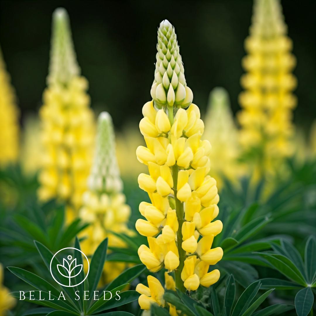 Yellow Lupine (Lupinus Microcarpus Densiflorus) | Applewood Seed Company
