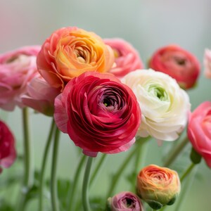Tecoye Ranunculus Tecolote Mix Ranunculus Corms, 5-6 Cm,ranunculus Corms, Persian ...