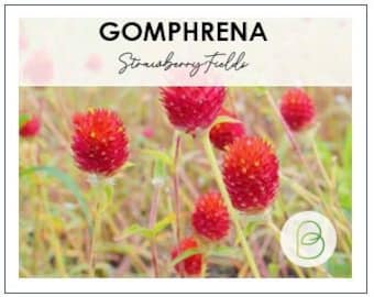 Strawberry Fields Gomphrena Seeds || Hardy and Colorful Flowering Plants - 10+ Seeds for Gardening Enthusiasts