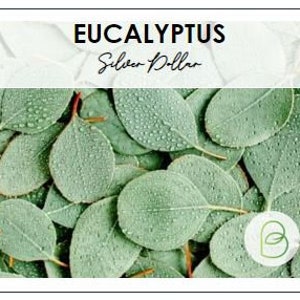 Silver Dollar Tree Eucalyptus Seeds, Coated Seeds