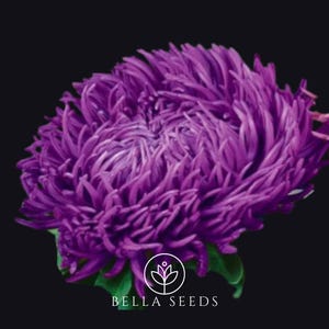 May include: A close-up of a vibrant purple aster flower with a fluffy, layered texture. The flower is in full bloom and has a delicate, almost feathery appearance.
