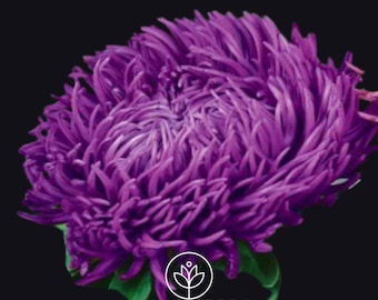 Aster Gremlin Violet Seeds, 25 Seeds