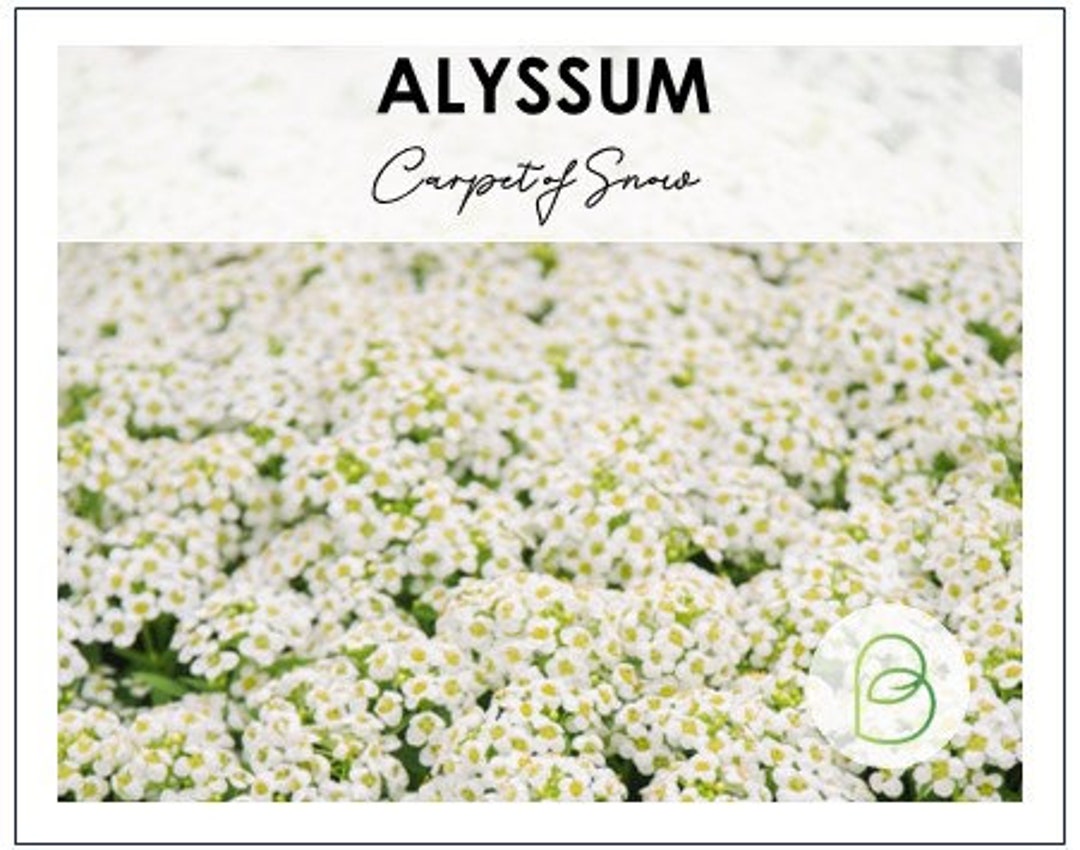 1000 Sweet Alyssum, Carpet of Snow Seeds - Etsy