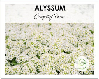 Buste Di Sementi Di Alisso Nano Tappeto Di Neve | Savini Vivai - Foto 5