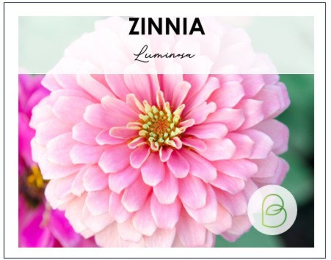 Zinnia Dahlia Zinnia Elegans Fine Rossa Luminosa Gigante Del ` Del ` S Di Benary Del ` Di Zinnia