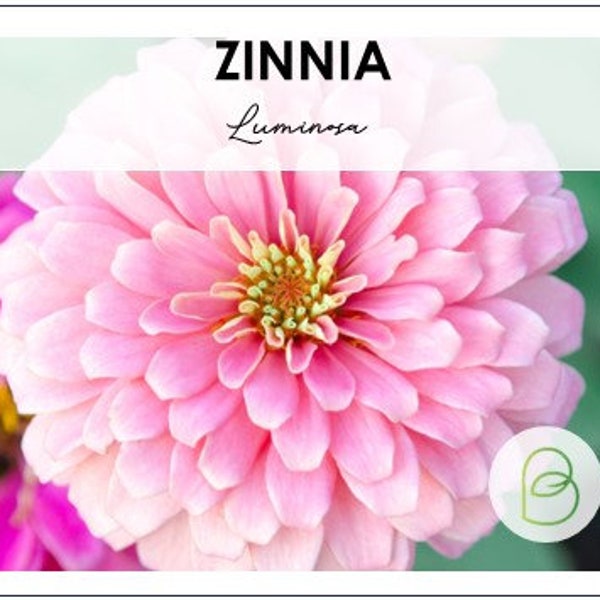 Zinnia Luminosa Seeds, 50 Seeds, Zinnia Elegans, Cut Flower Seeds, Dahlia Flowered Luminosa