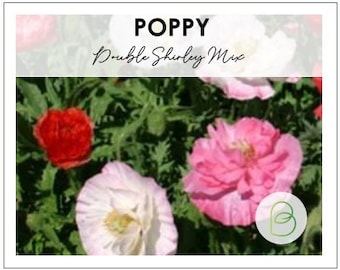 50 Double Mixed Shirley Poppy Seeds, Papaver rhoeas