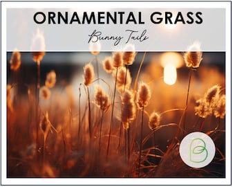 Bunny Tails Ornamental Grass 50 Seeds, Dried Flower Seeds, Bouquet Filler, Wedding Flowers, Cut Flowers, Rare seeds, Fluffy flowers
