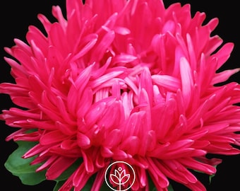 Aster Milady Scarlet Seeds, Rare Seeds, Aster Seeds, Red Pompon Flower, Cut Flower Seeds