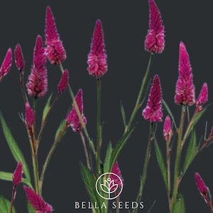 Celosia, Roseberry Parfait 15+ seeds, Cockscomb Seeds, Rare seeds, Vibrant Garden Blooms, Cut Flower Seeds, Wedding Flowers