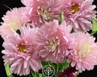 Aster Paeony Apricot 125 Seeds, Duchess Aster Seeds, Peony Aster Seeds