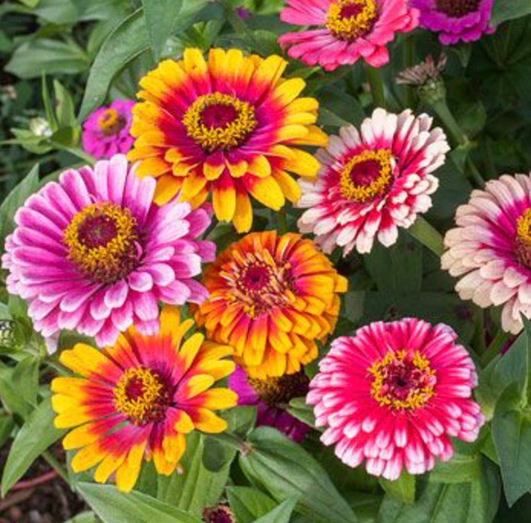 Zinnia Whirligig Mix Seeds 0.5g 70 Seeds or 1g 140 Etsy