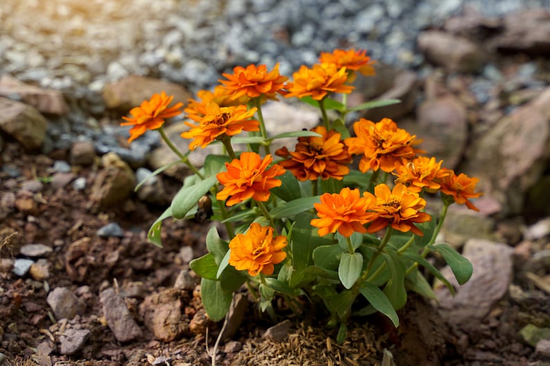 BellaSeedsUS Zahara Zinnia Seeds - Thumbnail 3