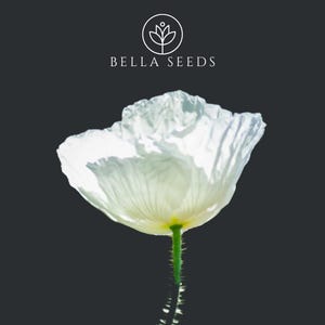 Ivory Castle California Poppy Seeds | 50 Seeds | Elegance in Pale Ivory for Your Garden