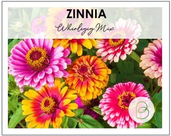 Zinnia Whirligig Mix seeds, 0.5g (~70 seeds)