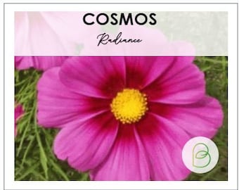 100 Cosmos Radiance Seeds