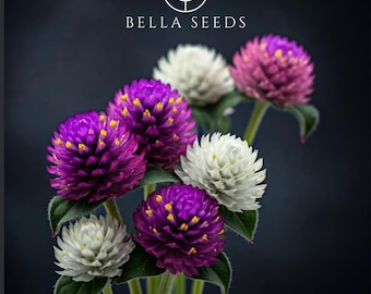 Globe Amaranth Tall Mix 25 seeds