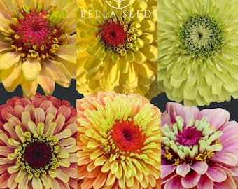 Zinnia Queen Mix 15 Seeds, Rare Seeds, Zinnia Seeds, Cut Flowers, Wedding Flowers