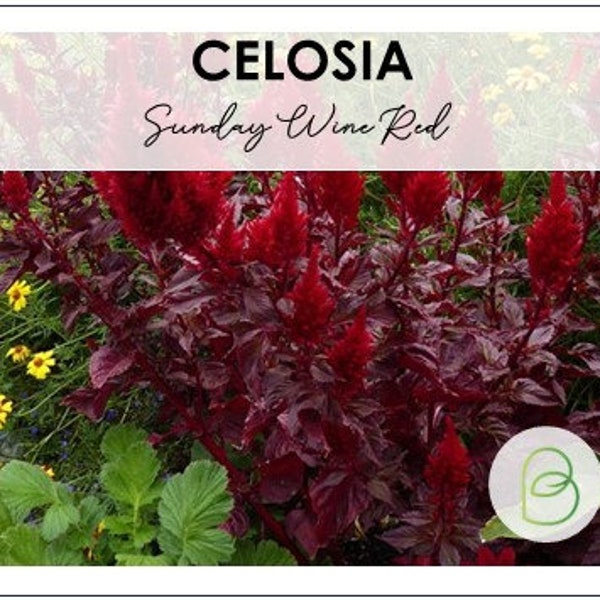 Celosia, Wine Red 10 Seeds, Pelleted Seeds, Rare seeds, Professional Cut Flower, deep burgundy blooms, Wedding Flowers, DIY Wedding Decor