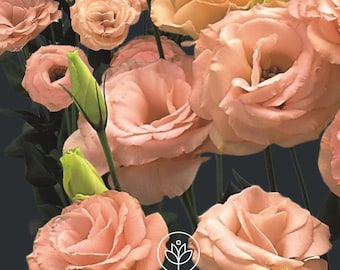Lisianthus Arena 3 Apricot Pelleted Seeds, 10 Seeds, Eustoma Seeds,Rare Seeds, Cut Flower, Professional Seeds, Wedding Flowers, Gardening