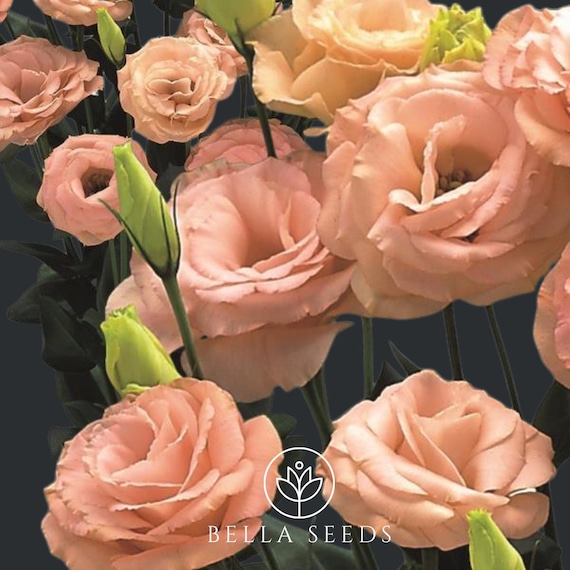 Lisianthus Arena 3 Apricot Pelleted Seeds, 10 Seeds, Eustoma Seeds,Rare Seeds, Cut Flower, Professional Seeds, Wedding Flowers, Gardening