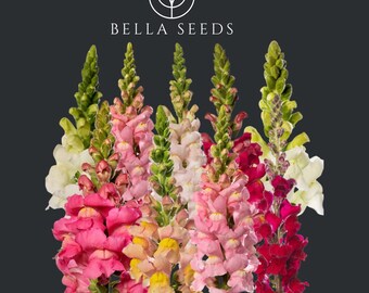 Snapdragon Cool Mix Seeds, Heirloom Cut Flower Seeds, Cottage Garden