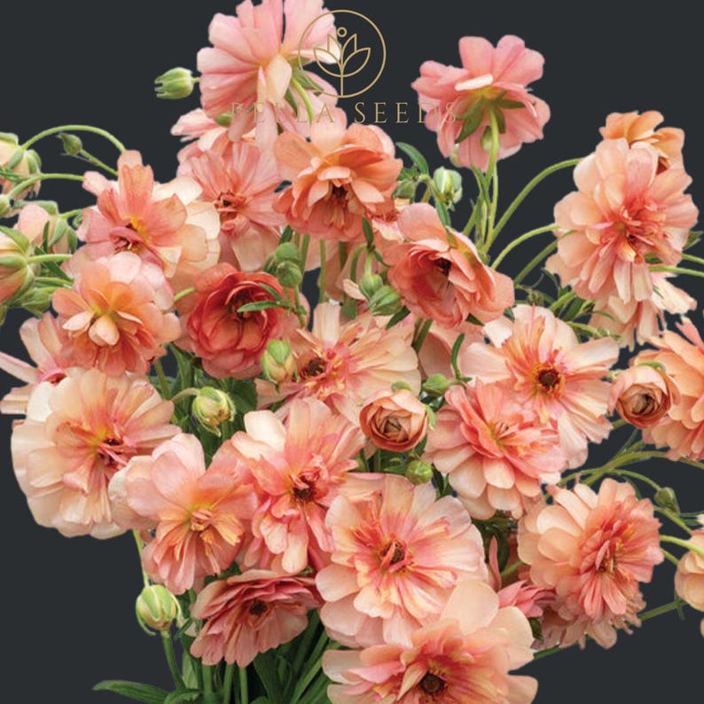 Butterfly™ Eris® Ranunculus Corms: Persian Buttercups, Huge ...